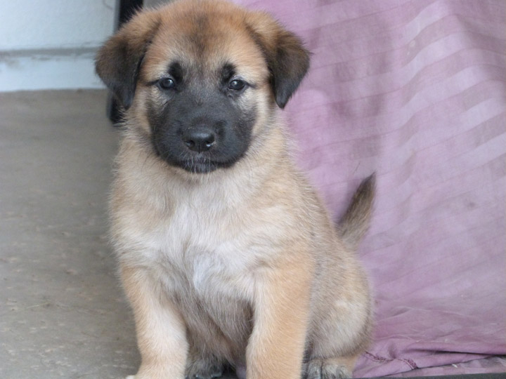 chinook dog